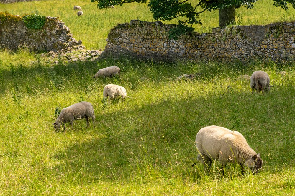 Land der Schafe - Irland