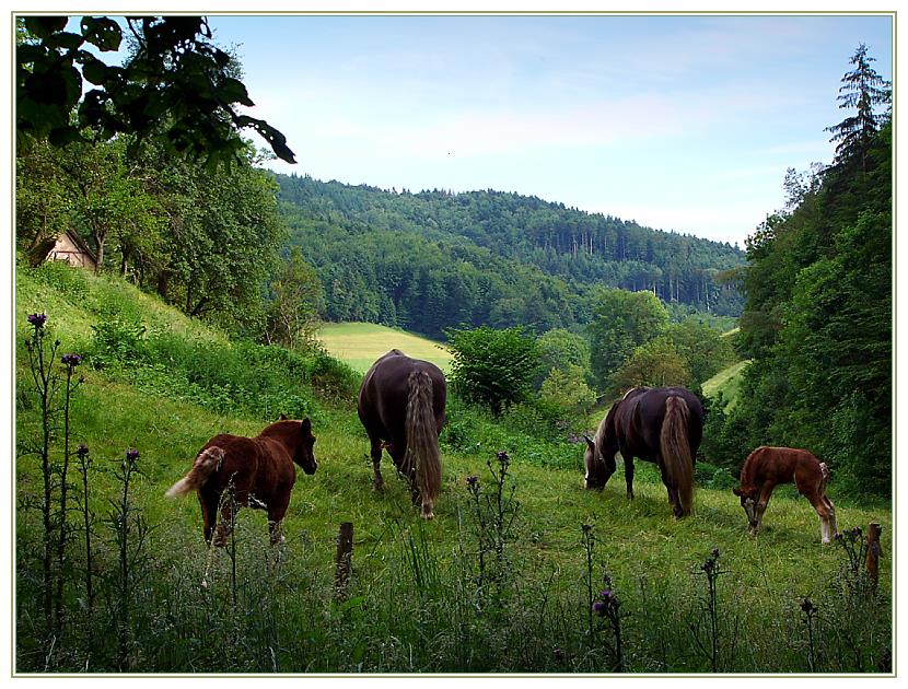 Land der Schwarzwald-Pferde