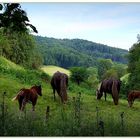 Land der Schwarzwald-Pferde