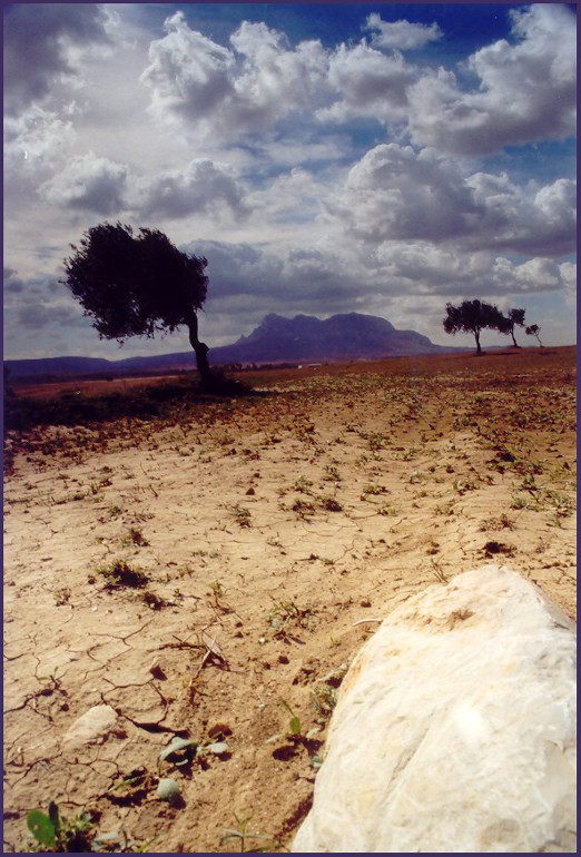 Land des Olivenbaums