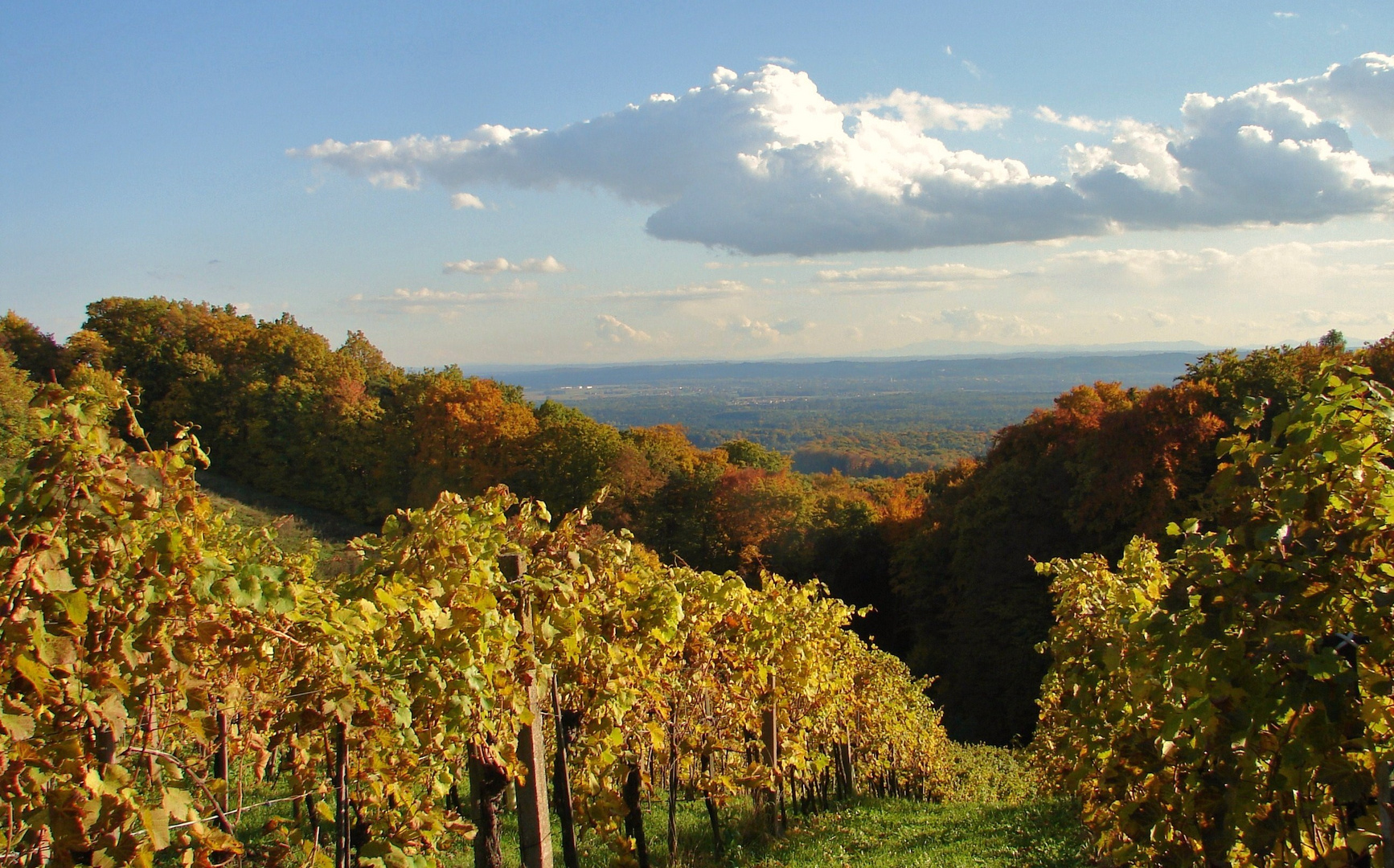 Land des Traminer