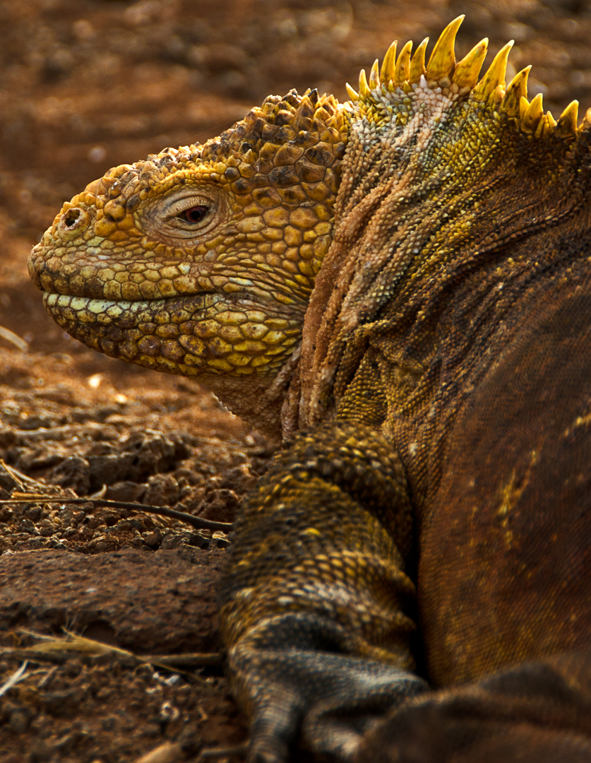 Land Iguana