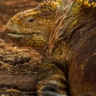 Land Iguana