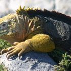 Land Iguana auf der Insel Plaza Sur