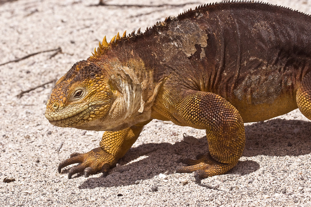 Land Iguana auf Galapagos