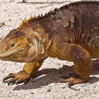 Land Iguana auf Galapagos