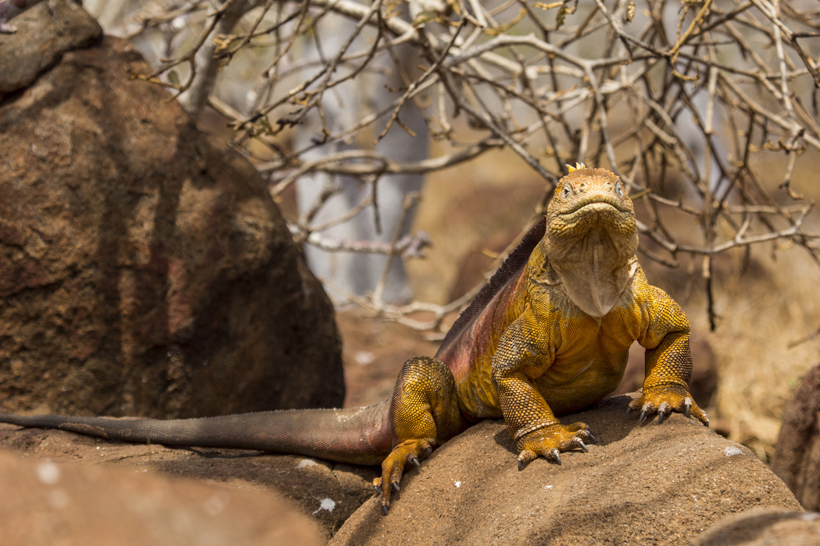 Land Iguana auf Galapagos