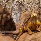 Land Iguana auf Galapagos