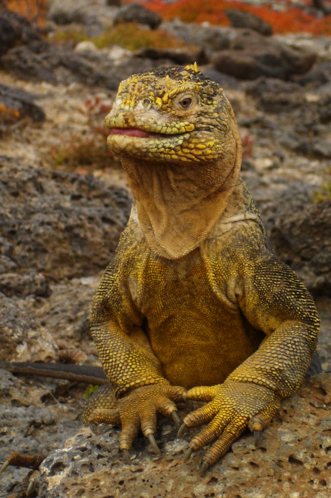 Land Iguana (Conolophus subcristatus) (Galapagos, Ecuador)