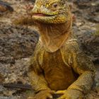 Land Iguana (Conolophus subcristatus) (Galapagos, Ecuador)