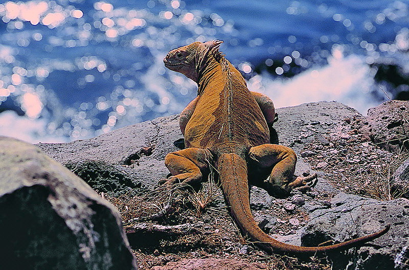 Land-Leguan auf Santa Fee - Galapagos