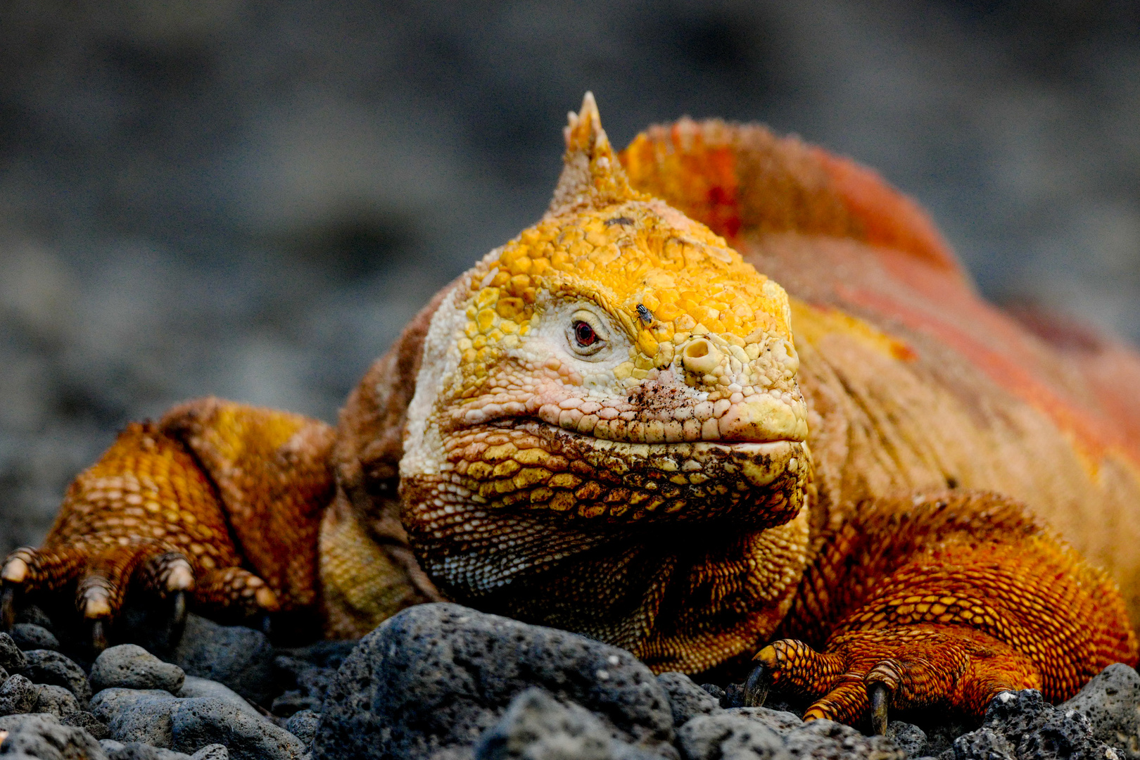 Land Leguan in Urbina Bay auf Isabela Galapagos Inseln Ecuador