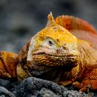 Land Leguan in Urbina Bay auf Isabela Galapagos Inseln Ecuador