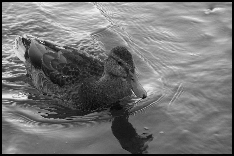 Land, Luft und Wasser ...