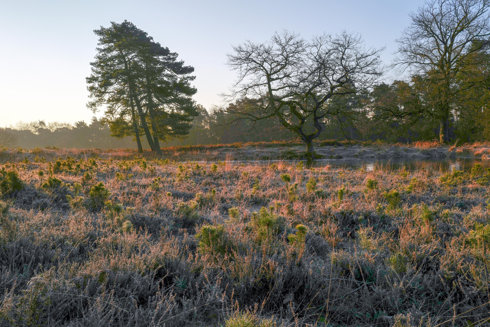 Land of frozen heather