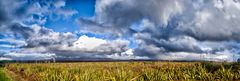 land of the white cloud NZ