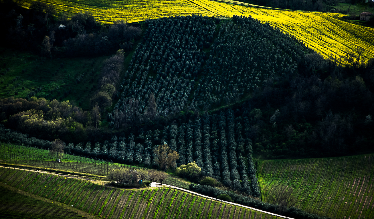 land of verdicchio wine n°02 whit fuji S3 pro and 18-105 VR...