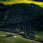 land of verdicchio wine n°02 whit fuji S3 pro and 18-105 VR...