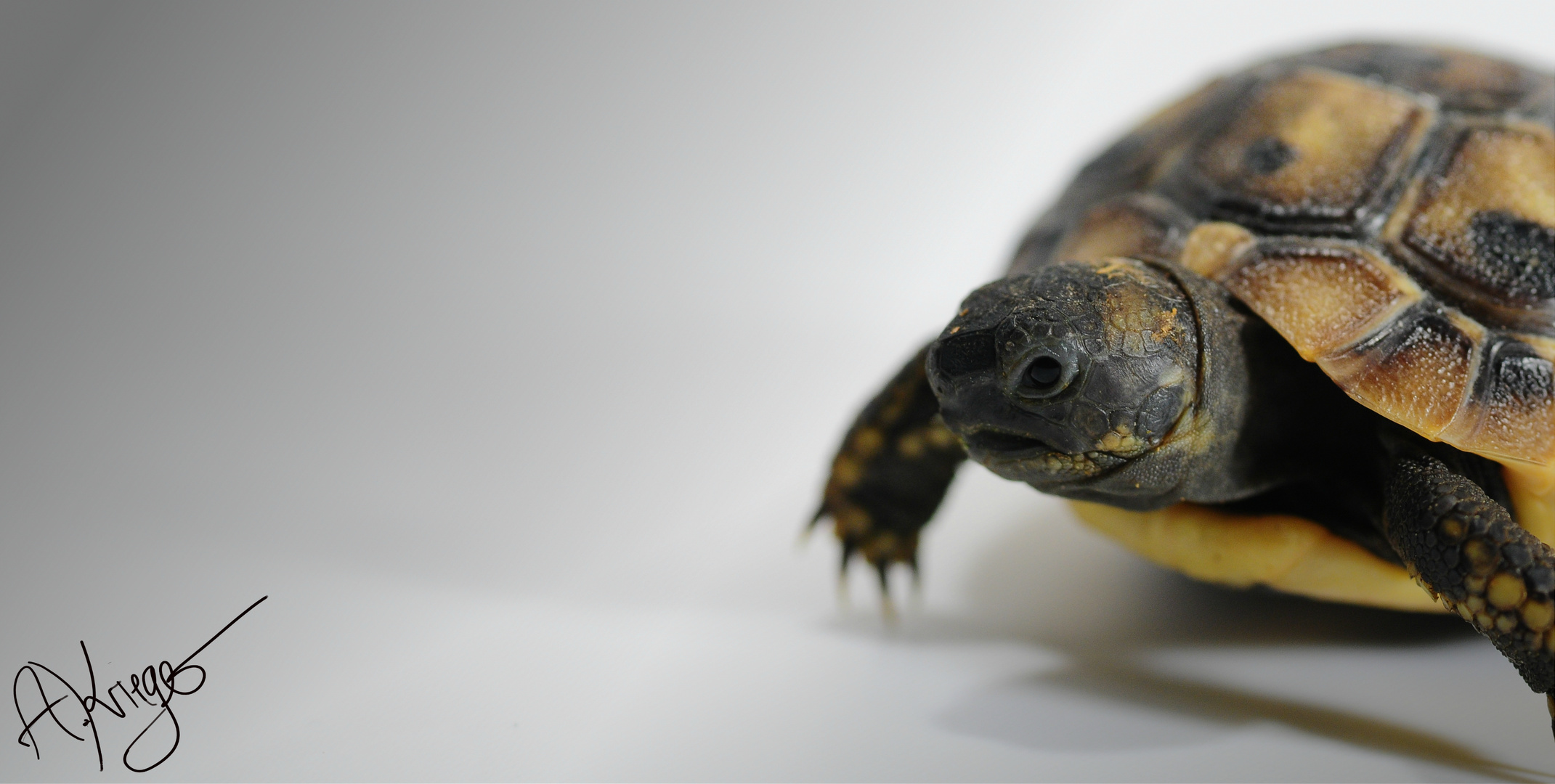 Land Schildkröte (testudo hermanni böttgeri)