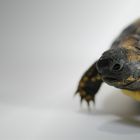 Land Schildkröte (testudo hermanni böttgeri)