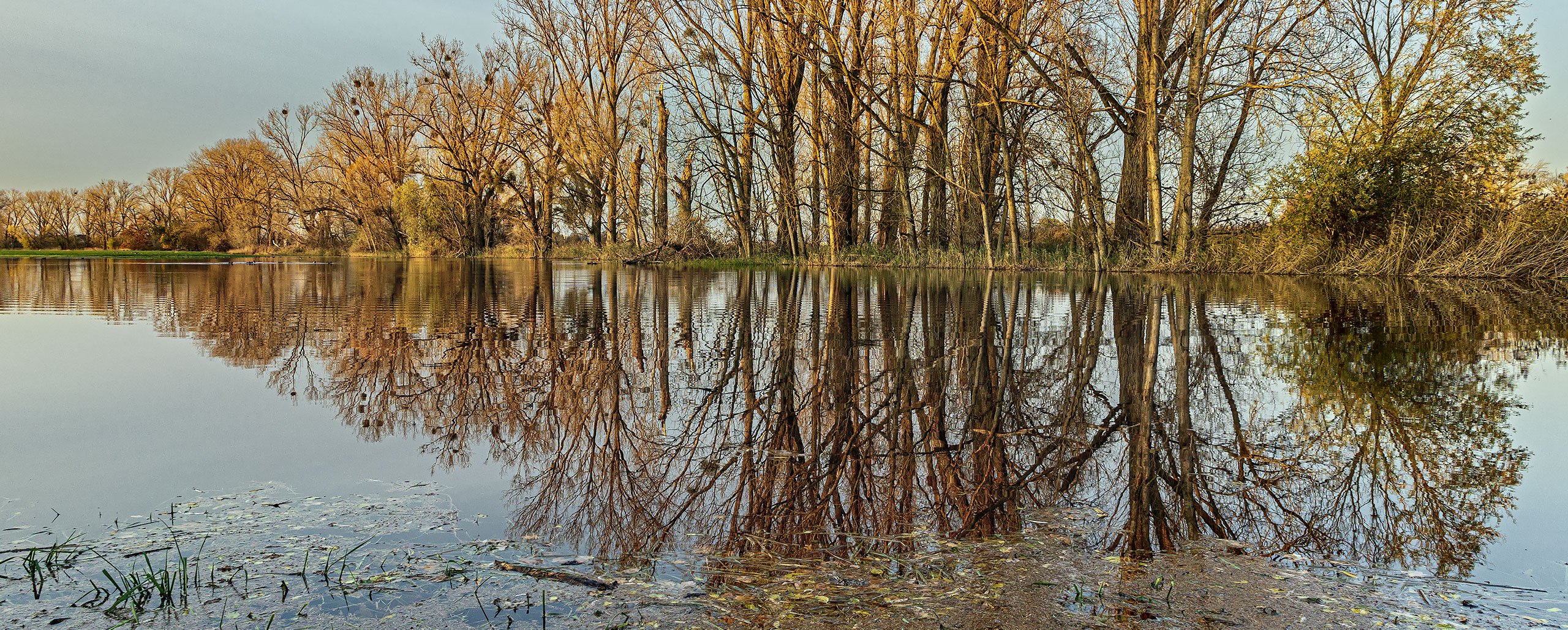 LAND UNTER auf den Wiesen der Rheinauen bei Trebur (Landkreis Groß-Gerau)