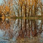 LAND UNTER auf den Wiesen der Rheinauen bei Trebur (Landkreis Groß-Gerau)