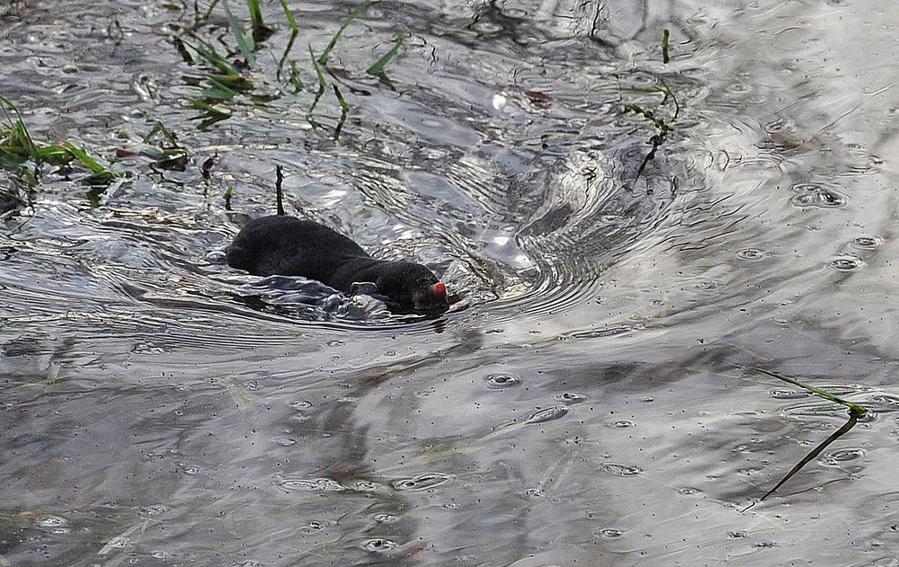 Land unter für den Maulwurf