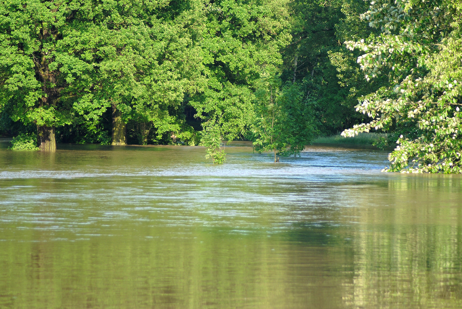 Land unter-Hochwasser an der Spree