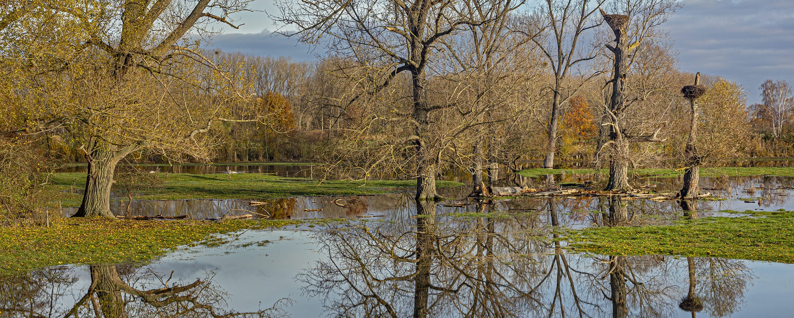 LAND UNTER im Storchenland bei Trebur ( Lkr. Groß-Gerau)