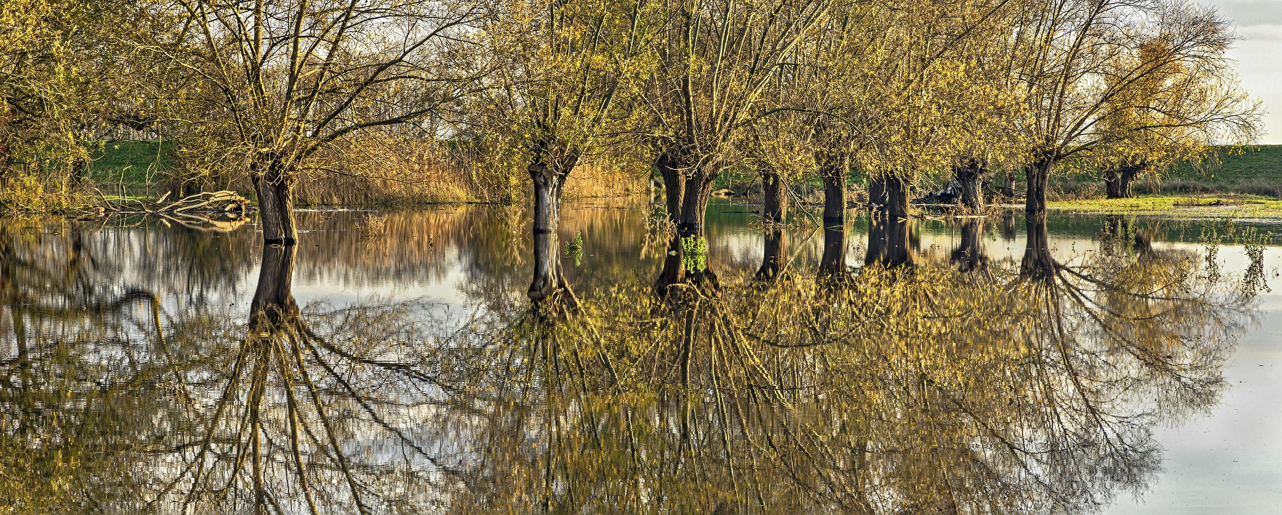 LAND UNTER in den Rheinauen bei Trebur (Landkreis Groß-Gerau)  -2-