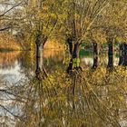 LAND UNTER in den Rheinauen bei Trebur (Landkreis Groß-Gerau)  -2-