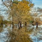 LAND UNTER in den Rheinauen bei Trebur (Landkreis Groß-Gerau)