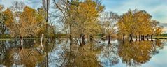 LAND UNTER in den Rheinauen bei Trebur (Landkreis Groß-Gerau)