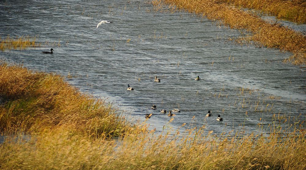 "Land unter" in den Salzwiesen des Vorlandes bei Cuxhaven-Duhnen 