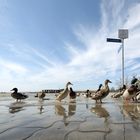 Land unter in Entenhausen