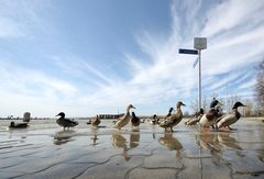 Land unter in Entenhausen