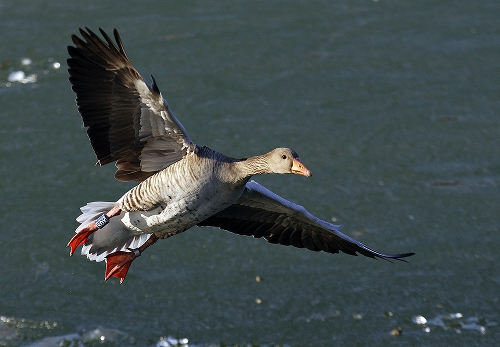 Landanflug Teil 2