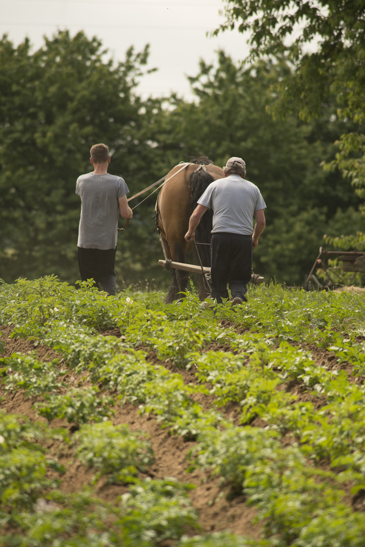 Landarbeit2