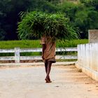 Landarbeiter in Indien