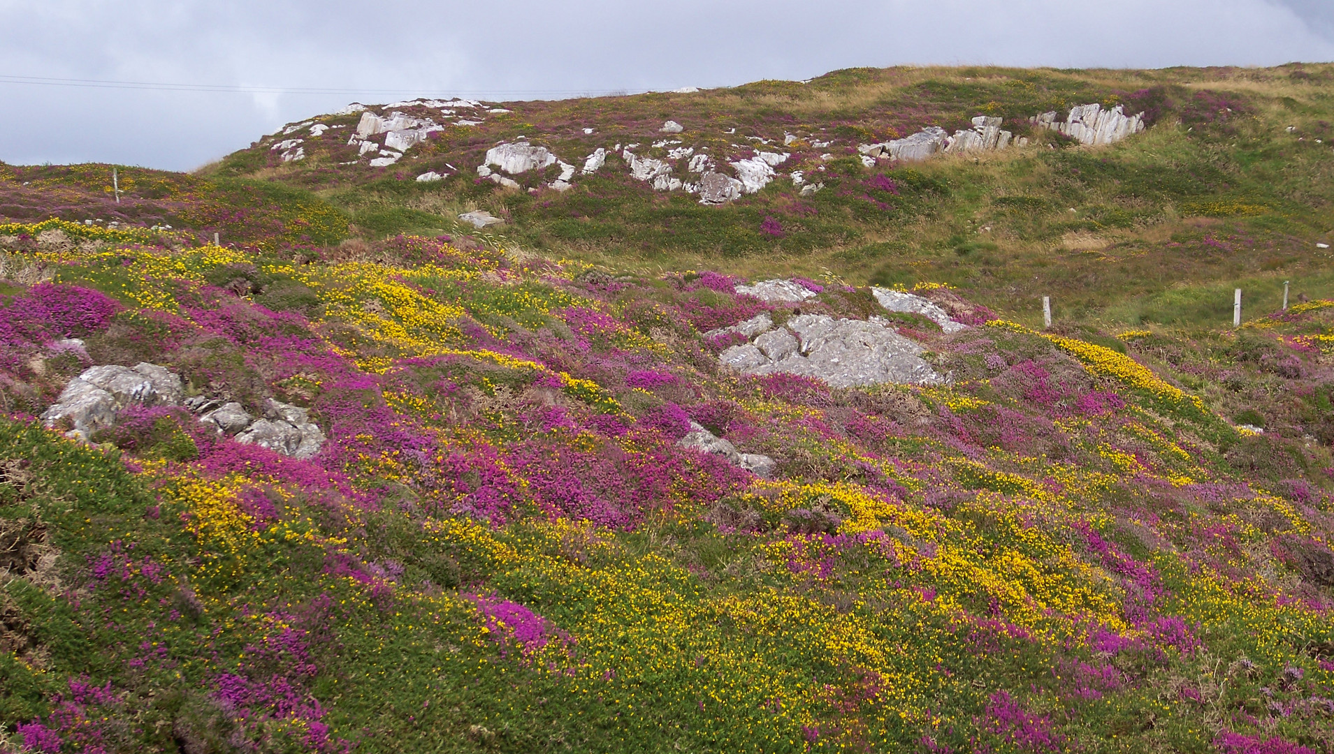 lande irlandaise