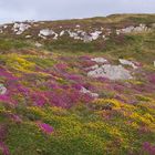 lande irlandaise