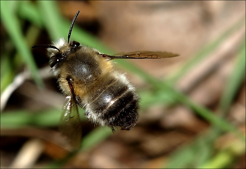 Landeanflug