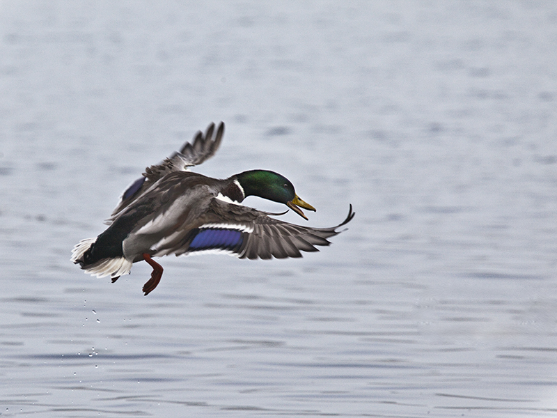 Landeanflug