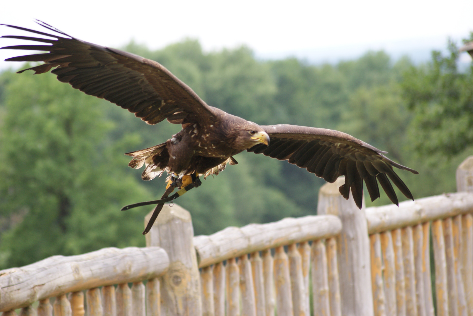 Landeanflug