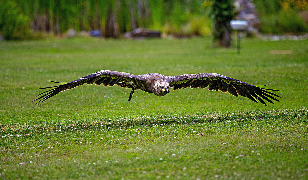 Landeanflug ...