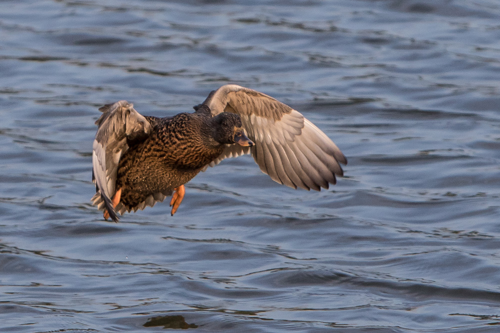 Landeanflug