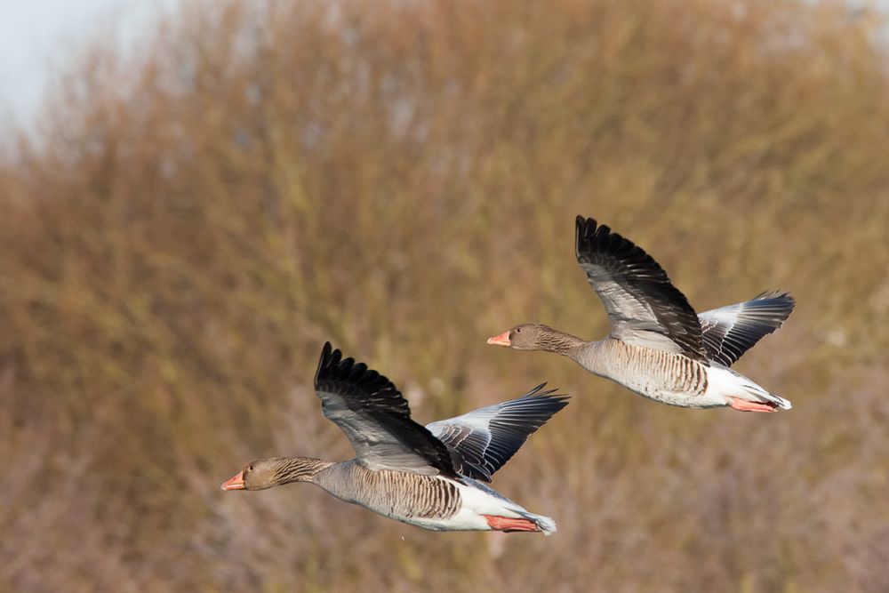 Landeanflug