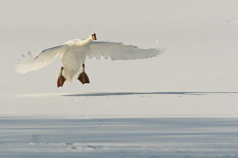 Landeanflug....