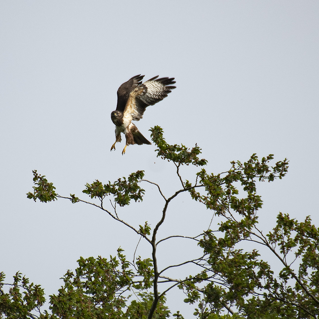 Landeanflug