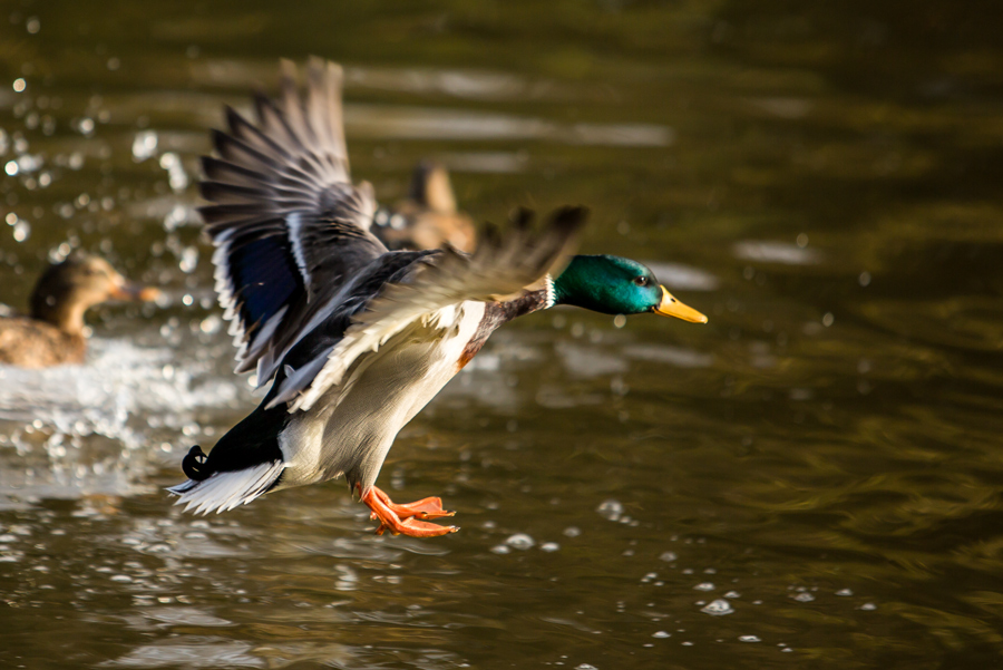 Landeanflug...